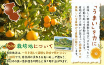 有田のみかんジュース&nbsp;180ml×6本&nbsp;&nbsp;和歌山県産&nbsp;有田みかん使用&nbsp;無添加&nbsp;100％&nbsp;ストレート