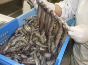 名立のかあちゃん手作り干物　深海魚の幻魚の干物2袋　～日本海　名立の海の贈り物～　