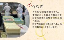 ひつまぶし店『まるや本店』うなぎ白焼き2本【うなぎ 鰻 魚介類 水産 食品 人気 おすすめ ギフト 冷凍 お土産 愛知県 長久手市 AD07】