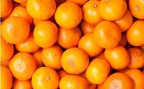 家庭用&nbsp;蔵出しみかん2.5kg+250g（傷み補償分）［2026年1月中旬から2026年2月下旬頃順次発送予定］［IKE224］