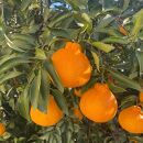 和歌山産&nbsp;不知火&nbsp;約3kg&nbsp;［家庭用］［US64］