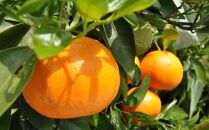 和歌山有田産セミノールオレンジ約5kg(サイズおまかせ　秀品)