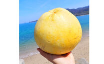 自然農　グレープフルーツ　4kg