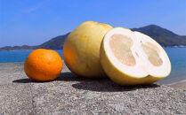 自然農　グレープフルーツ　4kg