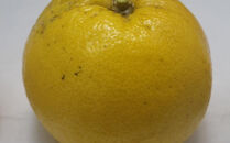 自然農　グレープフルーツ　4kg