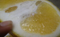 自然農　グレープフルーツ　4kg