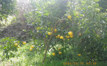 自然農　グレープフルーツ　4kg