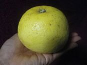 自然農　グレープフルーツ小玉　4kg