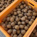 和歌山産&nbsp;キウイフルーツ&nbsp;約1.2kg&nbsp;秀品&nbsp;［US62］