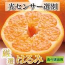 ＜2月より発送＞厳選 はるみ3kg+90g（傷み補償分）【デコポンの姉妹品種・新食感春みかん】【光センサー選別】