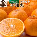 ＜2月より発送＞ 家庭用 不知火 2.5kg+75g（傷み補償分） デコポンと同品種 人気の春みかん 訳あり わけあり 光センサー選別 ［IKE120］