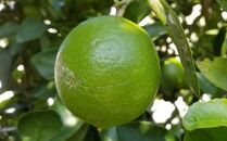 クラフトコーラ 島の梅とレモンのタコーラ 2本(1本7～8杯分)