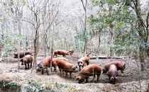 Jクラフト生ハム認証 小豆島発酵ハム 17か月以上発酵熟成【骨付き原木1本】