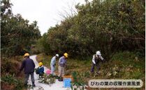 1000年ゆめ農場「びわの葉茶」