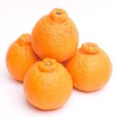 ［先行予約］厳選&nbsp;不知火2.5kg+250g（傷み補償分）［デコポンと同品種・人気の春みかん］［IKE123］