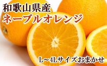 【濃厚】和歌山県産ネーブルオレンジ(サイズおまかせ) ★2024年12月中旬頃より順次発送【TM54】