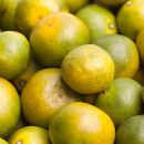 家庭用&nbsp;極早生有田みかん1kg+250g（傷み補償分）