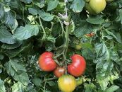 トマト農家が作った完熟トマトソース『３種食べ比べ（洋風・和風・ケチャップ）』 ～山口トマト園からトマト好きに送る、こだわりの逸品～