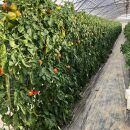 トマト農家が作った完熟トマトソース『洋風トマトソース３本セット』 ～山口トマト園からトマト好きに送る、こだわりの逸品～