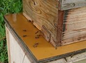 日本蜜蜂のハチミツ100％！はちみつ（1本）  高級 自然食品 無添加 ニホンミツバチ
