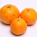 ＜2月より発送＞&nbsp;家庭用&nbsp;はるみ&nbsp;2.5kg+75g（傷み補償分）デコポンの姉妹品種&nbsp;新食感春みかん&nbsp;光センサー選別&nbsp;訳あり&nbsp;わけあり&nbsp;［IKE91］