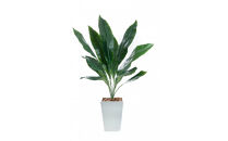 人工観葉植物　ハラン　白樹脂鉢Sサイズ付