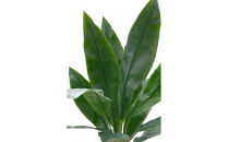 人工観葉植物　ハラン　白樹脂鉢Sサイズ付