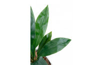 人工観葉植物　ハラン　白樹脂鉢Sサイズ付