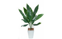 人工観葉植物　ハラン　白樹脂鉢Sサイズ付