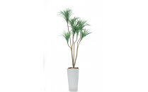 人工観葉植物　青年の樹ユッカ７本枝　白樹脂鉢Lサイズ付