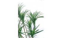 人工観葉植物　青年の樹ユッカ７本枝　白樹脂鉢Lサイズ付