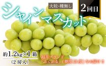 【先行予約】《定期便3回》梨 葡萄 プレミアム フルーツ定期便 朝採り（幸水梨 シャイン マスカット 新興梨）樹上で完熟させた大玉 大粒 お届け！ ※2025年8月中旬頃より順次発送