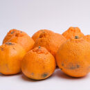 ［先行予約］家庭用&nbsp;不知火2.5kg+250g（傷み補償分）［デコポンと同品種・人気の春みかん］［わけあり・訳あり］［IKE120］