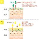 【井上誠耕園】オリーブ化粧水 ナチュラルスキンローション (150ml×1本)