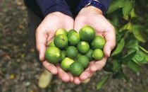 【井上誠耕園】スペイン農場産 伊予柑オリーブオイル (30ml×1個)