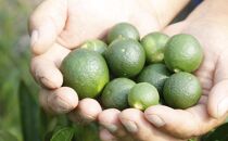 【井上誠耕園】マッサージクレンジングオリーブオイル (300ml×1個)