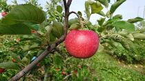 【先行予約】【スターファーム】 こだわり栽培の 紅ロマン 厳選品 ３kg 岩手県奥州市産りんご　産地直送