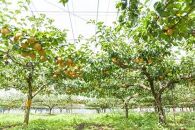 乙連沢梨園の梨ギフト&nbsp;幸水&nbsp;4.5kg&nbsp;箱≪8～9月頃発送≫
