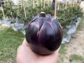 【虹色Farm】【先行受付・2023年7～8月発送】ナス好きセット《京野菜/賀茂茄子入り》（約５種類）
