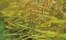 【定期便令和7年産】関智晴がつくる南魚沼塩沢産コシヒカリ&nbsp;10kg×全6回&nbsp;減農薬栽培米