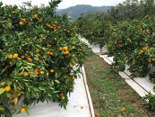 極早生&nbsp;有田&nbsp;みかん&nbsp;小玉ちゃん&nbsp;等級&nbsp;混合&nbsp;2.2kg&nbsp;南泰園&nbsp;和歌山&nbsp;有田みかん