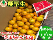 極早生&nbsp;有田&nbsp;みかん&nbsp;小玉ちゃん&nbsp;等級&nbsp;混合&nbsp;5kg&nbsp;南泰園&nbsp;和歌山&nbsp;有田みかん