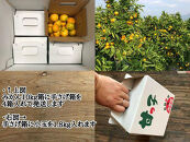 極早生&nbsp;有田&nbsp;みかん&nbsp;小玉ちゃん&nbsp;等級&nbsp;混合&nbsp;1.8kg&nbsp;×&nbsp;4箱&nbsp;南泰園&nbsp;和歌山&nbsp;有田みかん