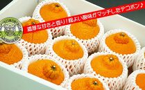 香川のあま～いデコポン［不知火］3kgの詰め合わせ