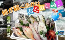 【定期便7回】創業100年の魚屋さんが選び抜いた旨い鮮魚直送便～