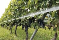 ルミエール　ワイン定期便  ハーフコース