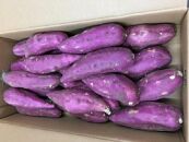 ＜2026年8月下旬以降発送・先行予約＞ホクホク系さつまいも「坂出金時いも」約5kg×2箱　2L～Mサイズ&nbsp;|&nbsp;さつまいも&nbsp;芋&nbsp;サツマイモ&nbsp;いも&nbsp;坂出金時いも&nbsp;金時いも&nbsp;金時&nbsp;焼き芋&nbsp;ホクホク&nbsp;ホクホク系&nbsp;先行予約&nbsp;人気&nbsp;おすすめ&nbsp;香川県&nbsp;坂出市