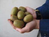 さぬきキウイっこ　約2kg×2箱