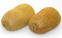 香緑（こうりょく）キウイフルーツ　約1.3kg化粧箱入り