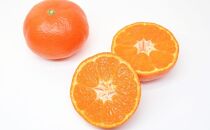 坂出市産&nbsp;金時紅みかん&nbsp;約2.5kg（21～30玉入り）&nbsp;化粧箱入り